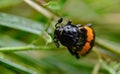 Nicrophorus vespilloides