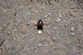 Nicrophorus vespilloides burying beetle or sexton beetle young specimen on asphalt background