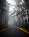 Nidderdale Lane in the Fog