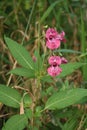 Niecierpek gruczoÃâowaty, Impatiens glandulifera, Himalayan balsam Royalty Free Stock Photo