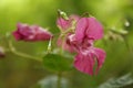 Niecierpek gruczoÃâowaty, Impatiens glandulifera, Himalayan balsam Royalty Free Stock Photo