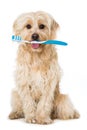 Cute mixed breed dog with a toothbrush