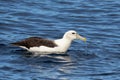 Nieuw-Zeelandse Witkapalbatros, White-capped Albatross, Thalassarche steadi Royalty Free Stock Photo