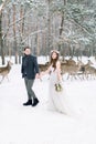 Niewlyweds are walking in the snowy forest. Side view. Deer herd on the background. Winter wedding
