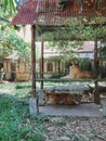 2 Nig cats or tigers in Bali indonesia Zoo