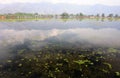 Nigeen Lake in the morning, Kashmir, India Royalty Free Stock Photo