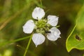 Nigella arvensis L. subsp. arvensis, nigella, devil-in-a-bush, love-in-a-mist gently blue flowers with green heart. Royalty Free Stock Photo