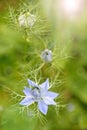 Nigella blossom Royalty Free Stock Photo