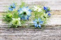 Nigella blossoms Royalty Free Stock Photo