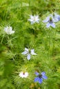 Nigella blossoms Royalty Free Stock Photo