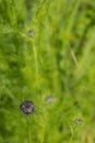 Nigella Buds