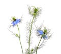 Nigella. Common names devil-in-a-bush or love-in-a-mist.