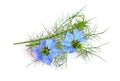 Nigella. Common names devil-in-a-bush or love-in-a-mist. Royalty Free Stock Photo