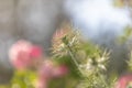 Bokeh, soft spring background of Nigella damascena flower in a spring bloom garden Royalty Free Stock Photo