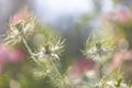 Bokeh, soft spring background of Nigella damascena flower in a spring bloom garden Royalty Free Stock Photo