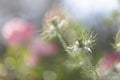 Bokeh, soft spring background of Nigella damascena flower in a spring bloom garden Royalty Free Stock Photo