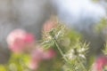 Bokeh, soft spring background of Nigella damascena flower in a spring bloom garden Royalty Free Stock Photo