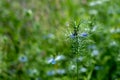 Nigella damascena blue wild flowers growing in a meadow outside the walled garden in Eastcote, Hillingdon, UK Royalty Free Stock Photo