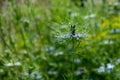 Nigella damascena blue wild flowers growing in a meadow outside the walled garden in Eastcote, Hillingdon, UK Royalty Free Stock Photo