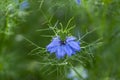 Nigella damascena bright blue ornamental beautiful flowering plants, love-in-a-mist devil in the bush flowers in bloom Royalty Free Stock Photo