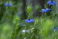 Nigella damascena bright blue ornamental beautiful flowering plants, love-in-a-mist devil in the bush flowers in bloom Royalty Free Stock Photo