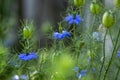 Nigella damascena bright blue ornamental beautiful flowering plants, love-in-a-mist devil in the bush flowers in bloom Royalty Free Stock Photo