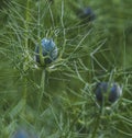 Nigella damascena, love-in-a-mist, ragged lady or devil in the bush