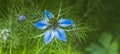 Nigella damascena, love-in-a-mist, ragged lady or devil in the bush