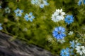 Nigella damascena early summer flowering plant with different shades of blue flowers on small green shrub, beautiful ornamental Royalty Free Stock Photo