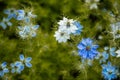 Nigella damascena early summer flowering plant with different shades of blue flowers on small green shrub, beautiful ornamental Royalty Free Stock Photo