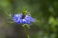 Nigella damascena early summer flowering plant with shades of blue flowers on small green shrub, ragged lady flowers in bloom Royalty Free Stock Photo