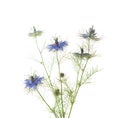 Nigella Damascena flowers isolated on white background. Selective Focus Royalty Free Stock Photo