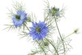 Blue Nigella damascena flowers Royalty Free Stock Photo