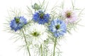 Nigella damascena flowers macro shot Royalty Free Stock Photo