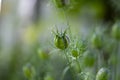 Nigella damascena green seed heads toxic alkaloid capsules