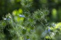 Nigella damascena green seed heads toxic alkaloid capsules