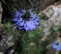 Fragile flower with the name `black cumin`