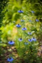 Beautiful nigella damascena flower in a spinny lovely green garden with vivid colors