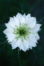 Nigella damascena, love-in-a-mist, or devil in the bush. White nigella flowers close up. Spring flowers. Royalty Free Stock Photo