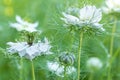 Nigella damascena, love-in-a-mist, or devil in the bush. White nigella flowers close up. Spring flowers. Royalty Free Stock Photo