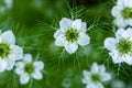 Nigella damascena, love-in-a-mist, or devil in the bush. White nigella flowers close up. Spring flowers. Royalty Free Stock Photo