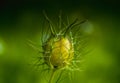 Nigella damascena, love-in-a-mist, ragged lady or devil in the bush