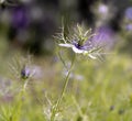 Nigella damascena, love-in-a-mist, ragged lady or devil in the bush