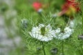 Nigella damascena white flower Royalty Free Stock Photo