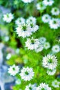 Nigella damascena with many white flowers Royalty Free Stock Photo
