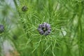 Nigella damascena purple flower bud Royalty Free Stock Photo