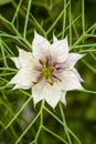 Nigella damascena, white flower star. Macro.