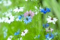 Nigella damascena, wild fennel