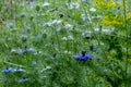 Nigella damascena wild flowers growing in a meadow outside the walled garden in Eastcote, Hillingdon, UK