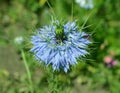 Nigella damascene Royalty Free Stock Photo